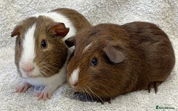 Guinea Pig rodents for sale: Guinea Pigs bonded pair ready to go  - Image 3