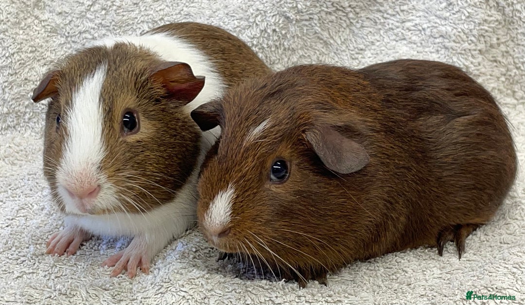 Guinea Pig rodents for sale: Guinea Pigs bonded pair ready to go  - Image 3