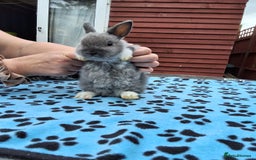 Netherland Dwarf rabbits for sale: 3 Netherland Dwarf bunnies ready 4 forever homes  - Image 19