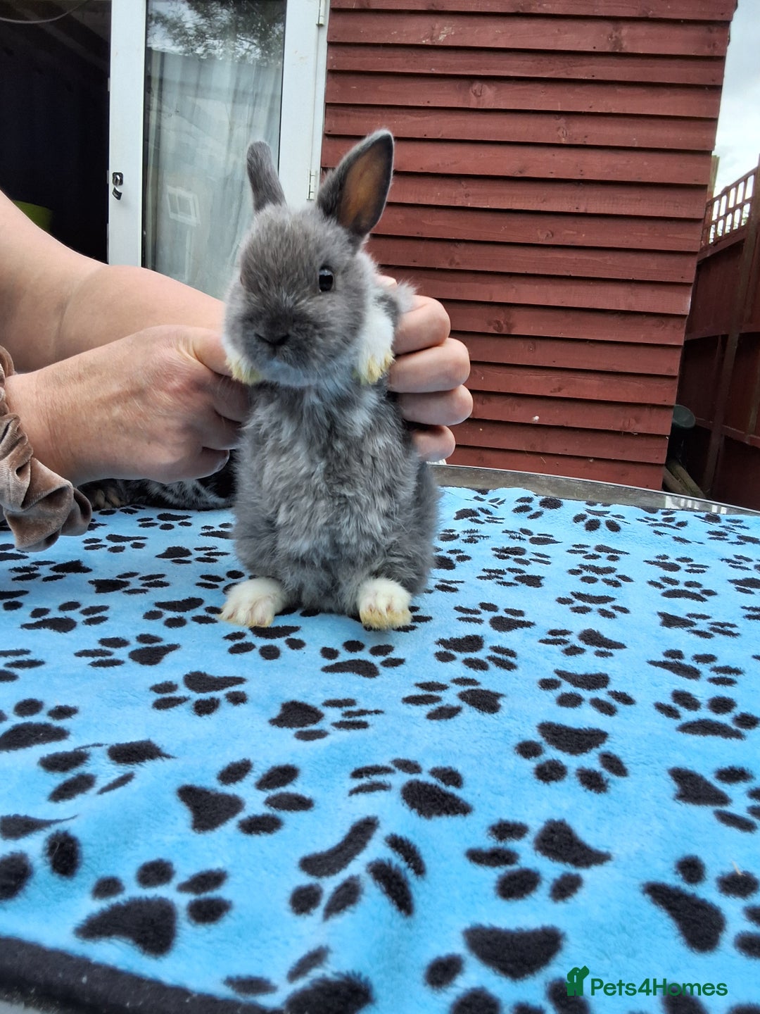 Netherland Dwarf rabbits for sale: 3 Netherland Dwarf bunnies ready 4 forever homes  - Image 19
