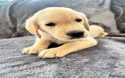 Golden Retriever dogs for sale: KC REGISTERED GOLDEN RETRIEVER PUPS - Image 13