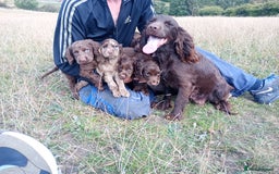 Cocker Spaniel dogs for sale: Cocker spaniel puppies  - Image 24