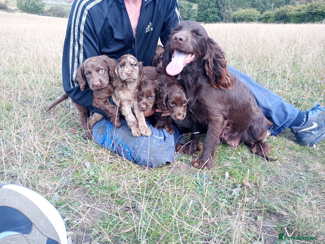 Cocker Spaniel dogs for sale: Cocker spaniel puppies  - Image 24