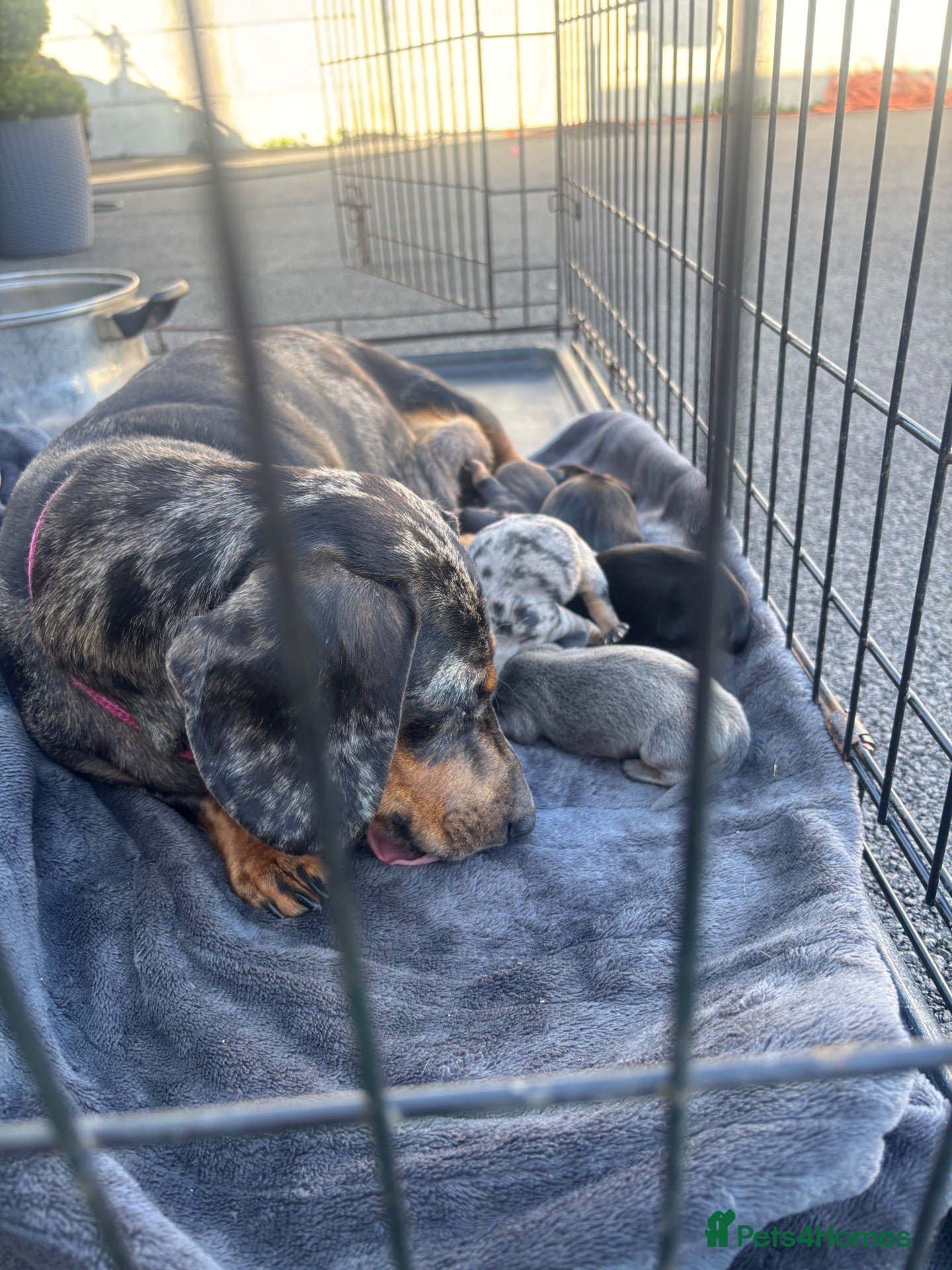Dachshund dogs Beautiful dachshund puppies  - Advert 16