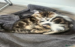 Mixed Breed cats for sale: 3 beautiful tabby’s - Image 4