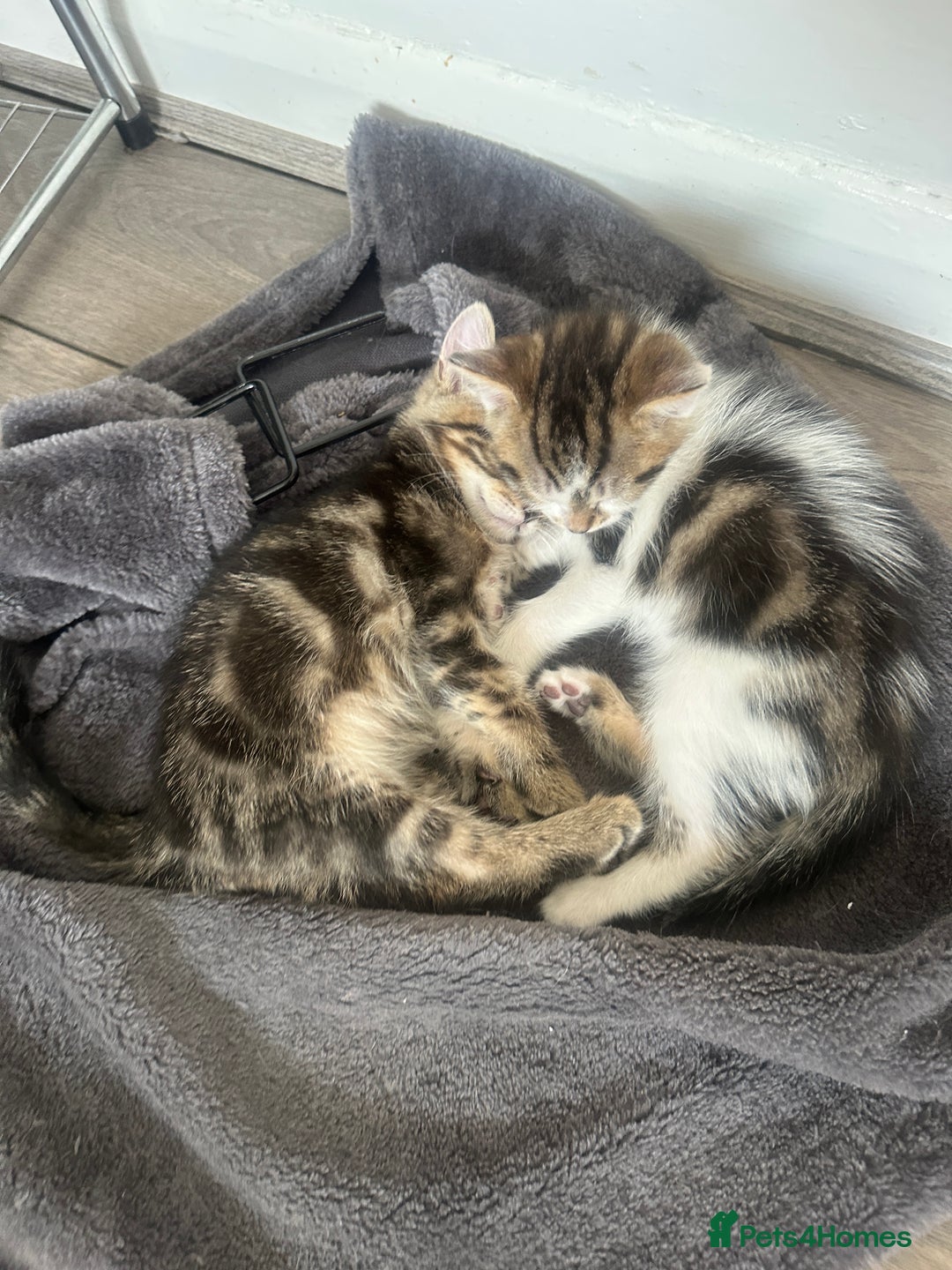 Mixed Breed cats for sale: 3 beautiful tabby’s - Image 4