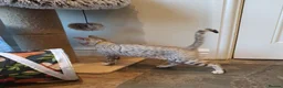Bengal cats for sale: 🐆💕Very Beautiful Tica Registered Bengal Kittens. - Advert 33