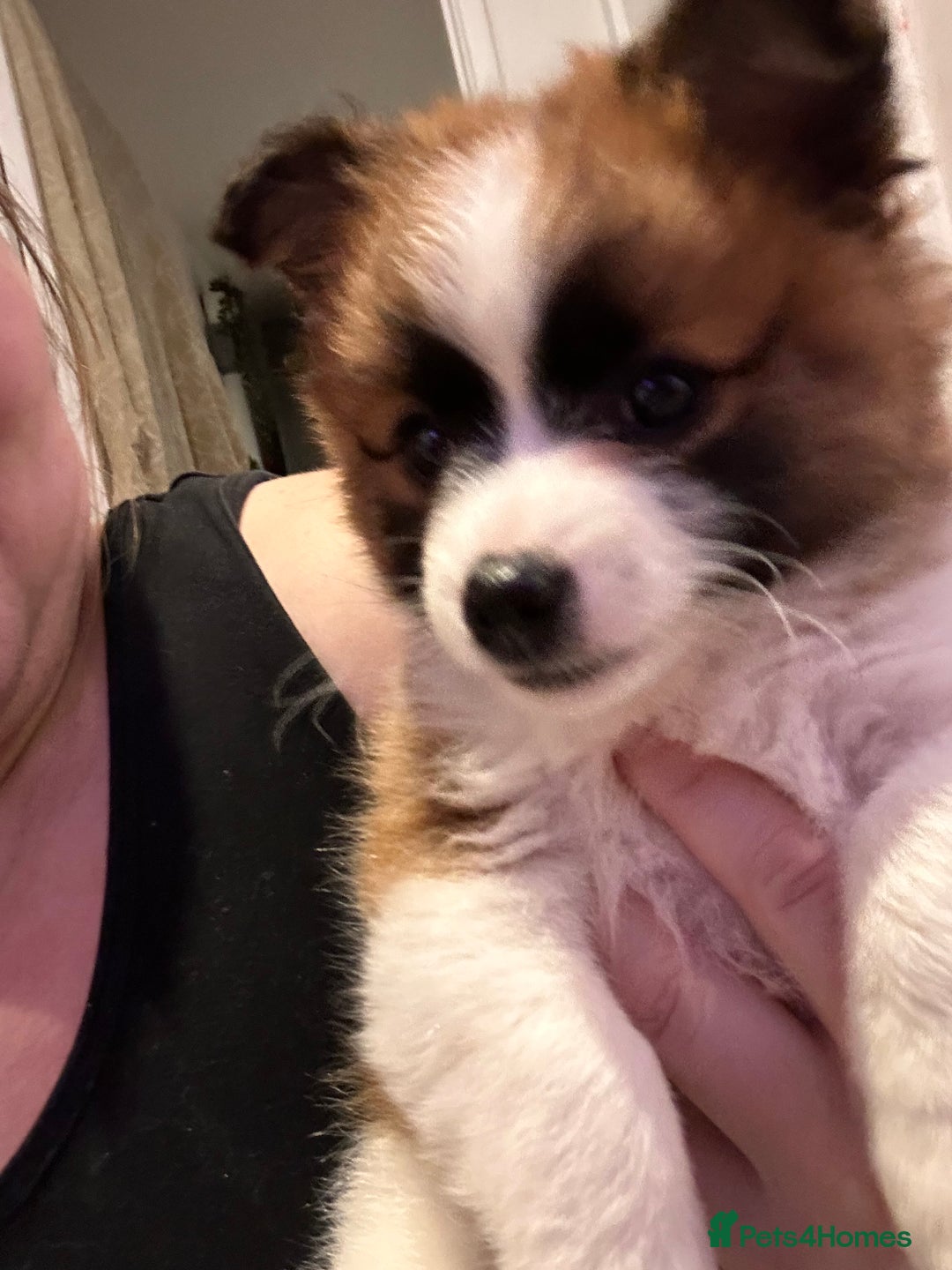 Mixed Breed dogs for sale: German spitz cross - Advert 2