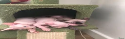 Sphynx cats for sale: Sphynx kittens - Advert 7