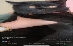 British Shorthair cats for sale: Panda  - Image 1