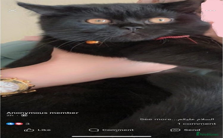 British Shorthair cats - Advert 1