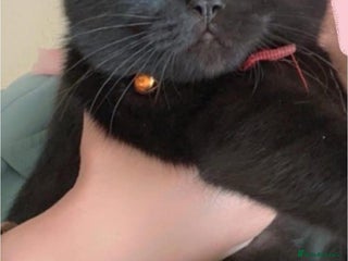 British Shorthair cats - Advert 7