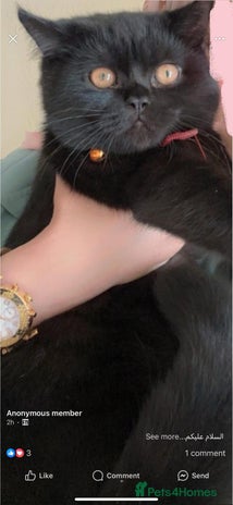 British Shorthair cats - Advert 1