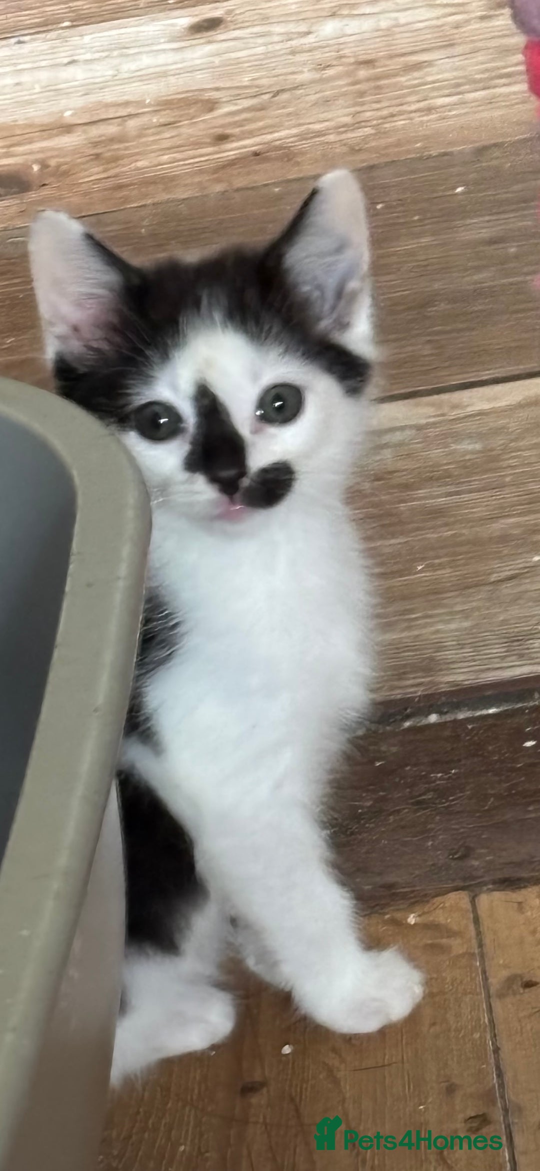 Mixed Breed cats for sale: Three lovely short haired kittens - Advert 2