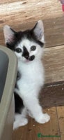 Mixed Breed cats Three lovely short haired kittens - Advert 4