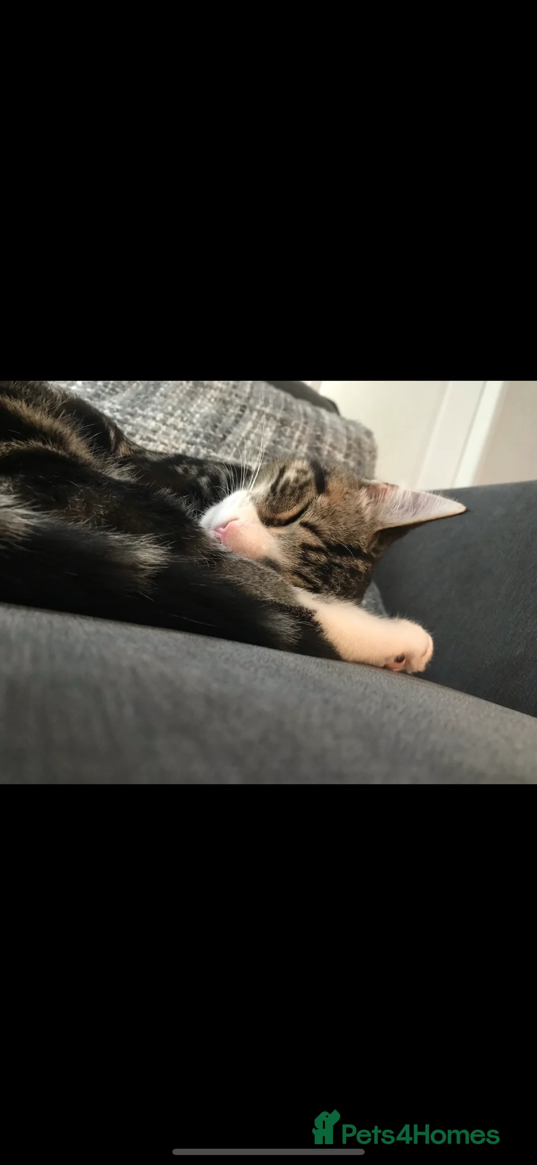 Mixed Breed cats for sale: Male cat - ready now  - Advert 6