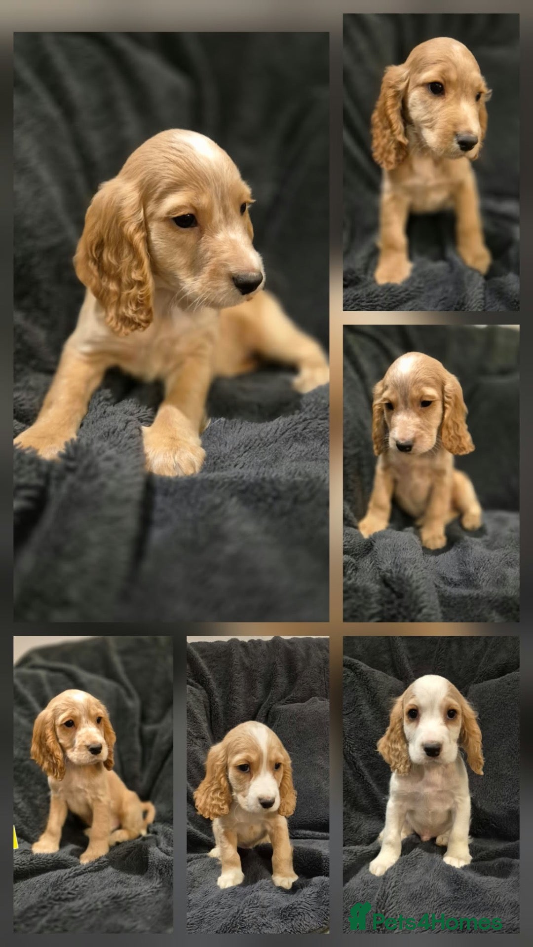 Cocker Spaniel dogs KC Health Clear Cocker Spaniels Puppies-Ready Now - Advert 1