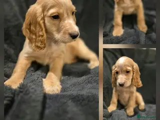 Cocker Spaniel dogs KC Health Clear Cocker Spaniels Puppies-Ready Now - Advert 1