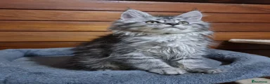 Silver male