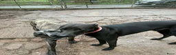 Mixed Breed dogs for sale: Rescue Dogs searching for their forever homes - Advert 1