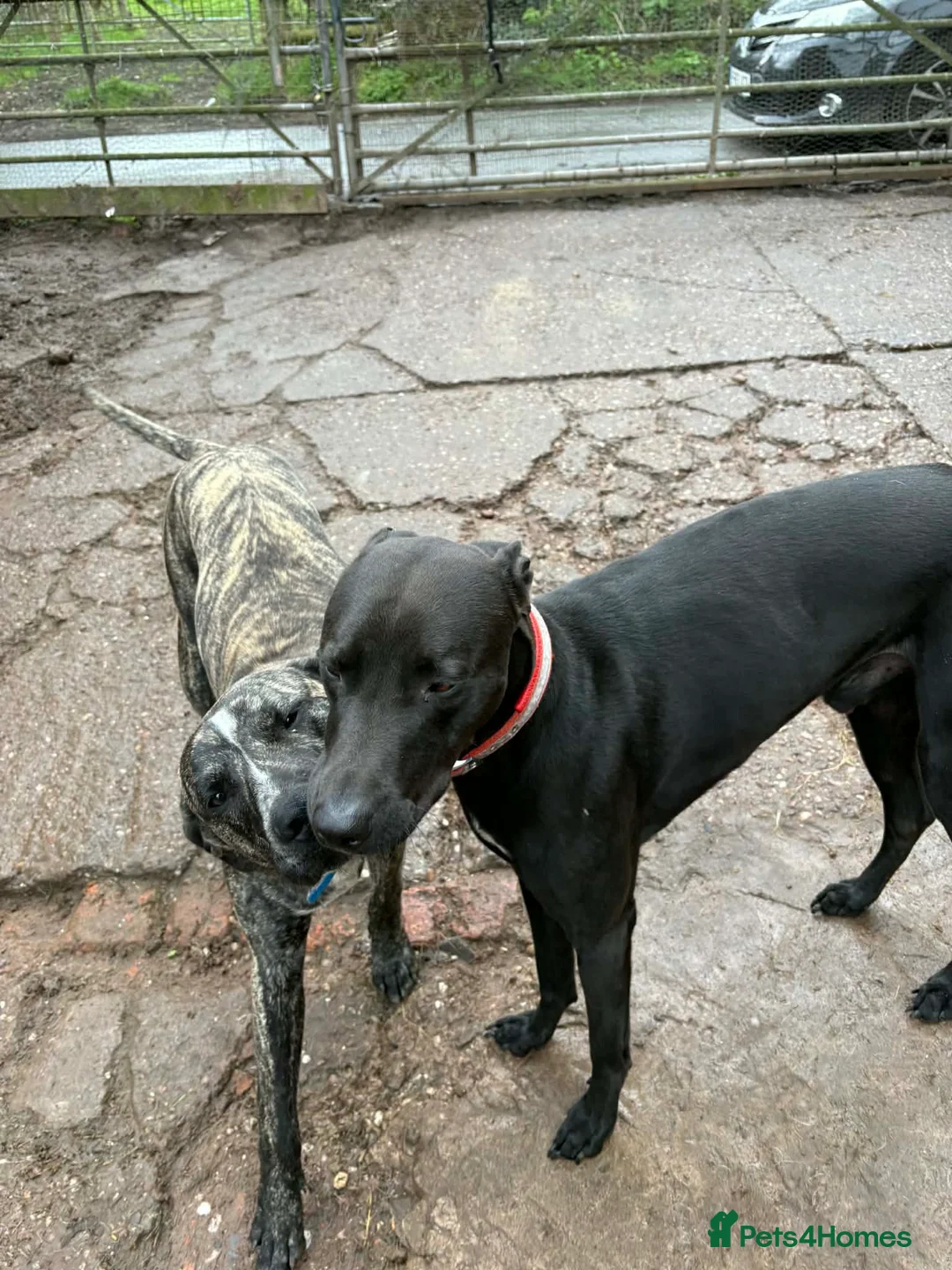 Mixed Breed dogs for sale: Rescue Dogs searching for their forever homes - Advert 1