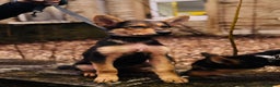 German Shepherd dogs for sale: Exceptional German Shepherd Girls - Advert 19