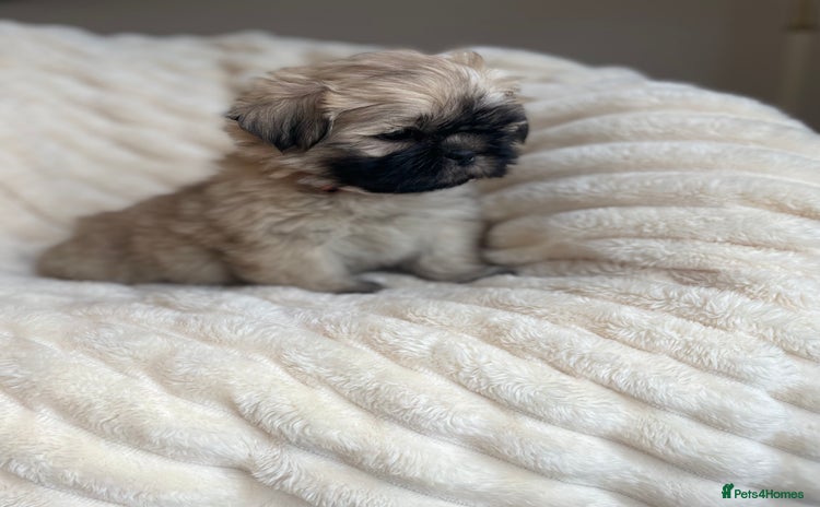 Shih Tzu dogs - Advert 5