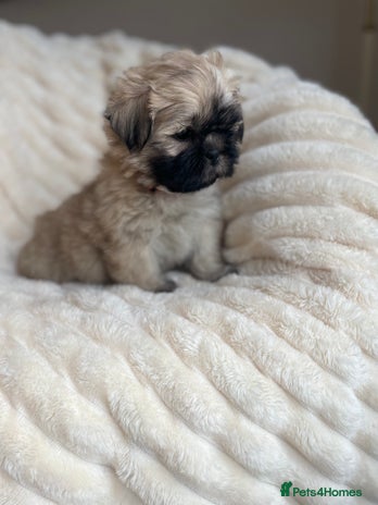 Shih Tzu dogs - Advert 7