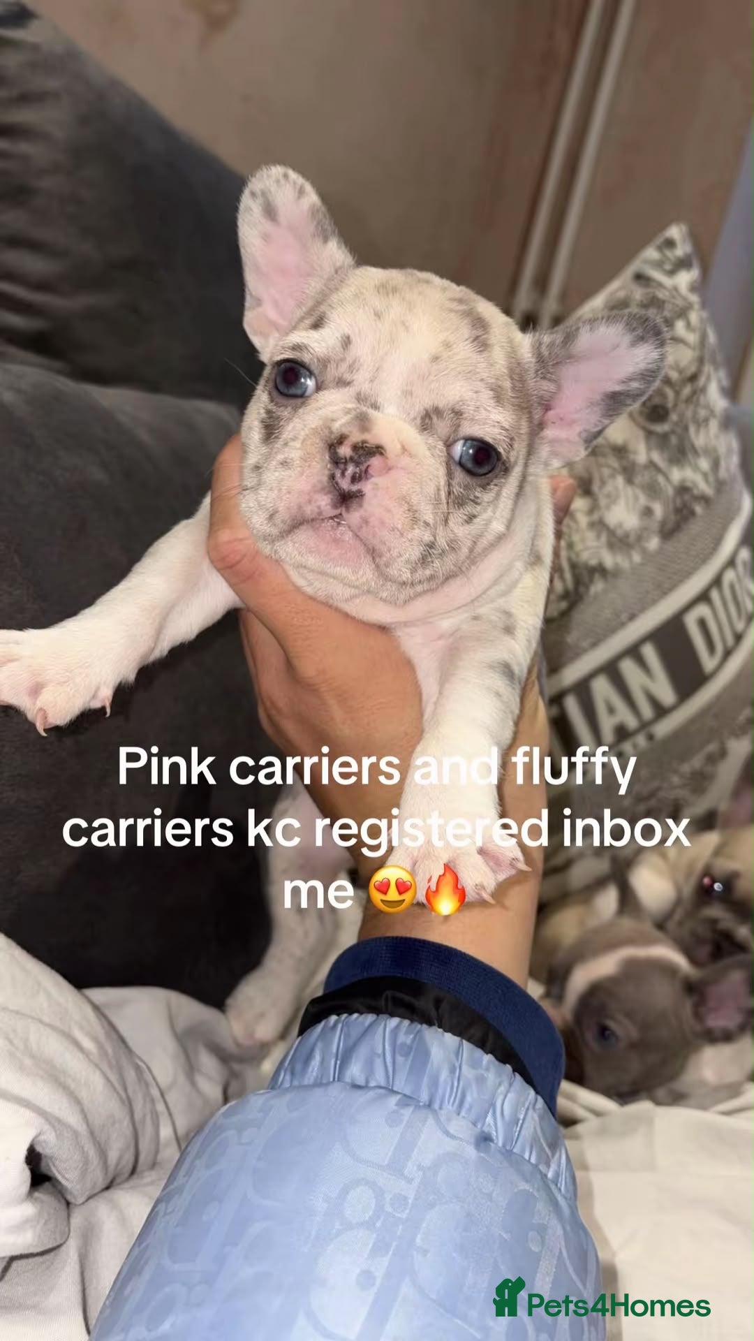 French Bulldog dogs for sale: 3 beautiful KC French bulldog puppy’s she sale !😍 - Advert 1
