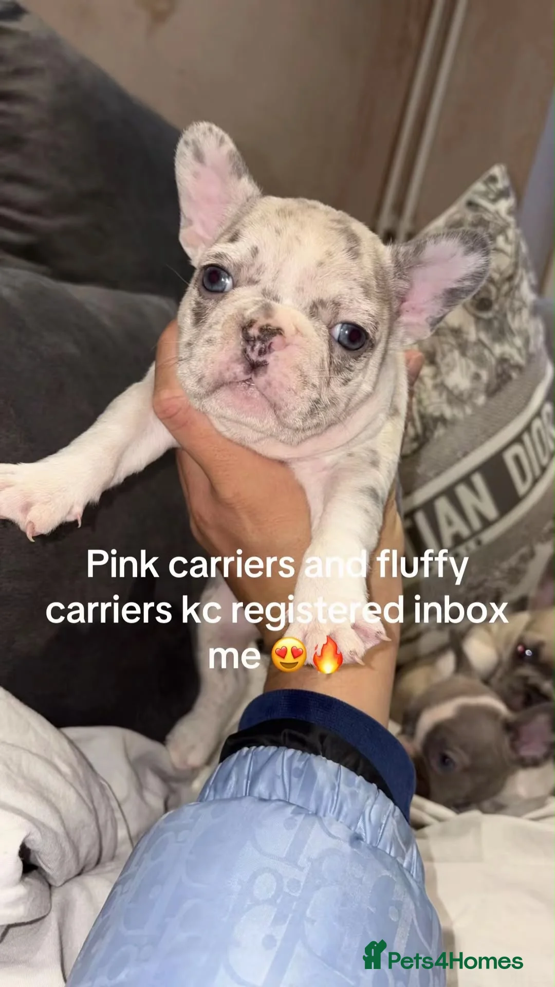 French Bulldog dogs for sale: 3 beautiful KC French bulldog puppy’s she sale !😍 - Advert 1
