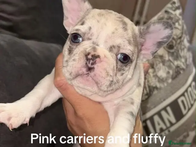 French Bulldog dogs for sale: 3 beautiful KC French bulldog puppy’s she sale !😍 - Advert 1