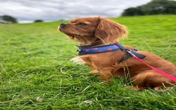 Cavalier King Charles Spaniel dogs for sale: 5 King Charles Ruby & Blenheim Puppies  - Image 1