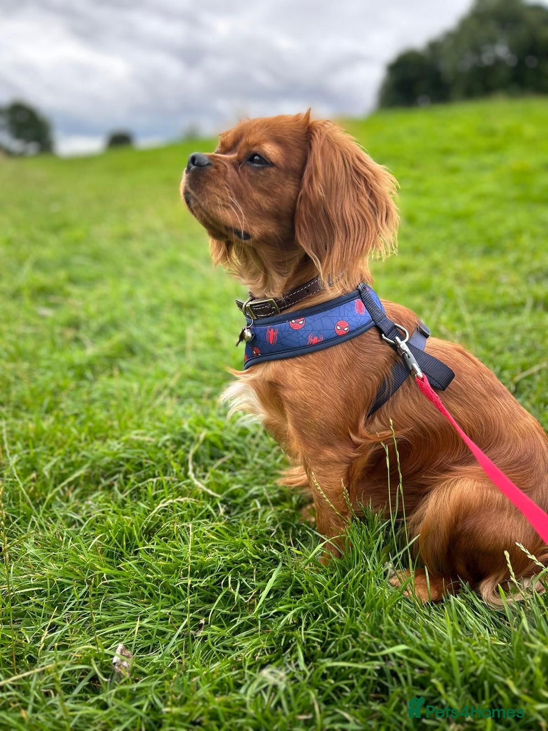 Cavalier King Charles Spaniel dogs for sale: 5 King Charles Ruby & Blenheim Puppies  - Image 1