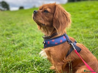 Cavalier King Charles Spaniel dogs - Advert 7