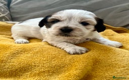 Mixed Breed dogs for sale: 🌟 One Girl left 🌟 Cock-a-Tzu Ready 12/8/25 - Image 1
