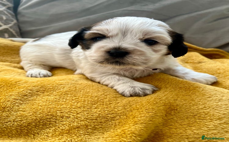 Mixed Breed dogs - Advert 1