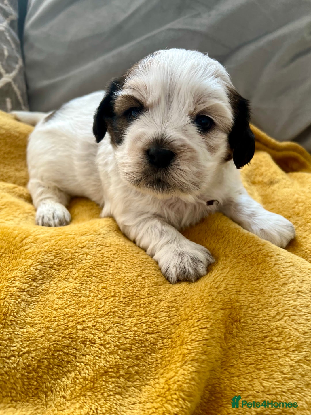 Mixed Breed dogs for sale: 🌟 One Girl left 🌟 Cock-a-Tzu Ready 12/8/25 - Image 1