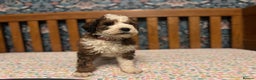 Bernedoodle dogs for sale: Bernedoodle F1B puppies - Advert 3