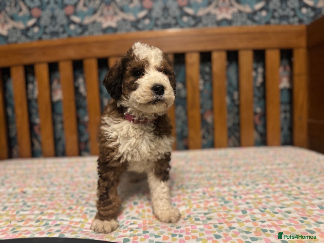 Bernedoodle dogs for sale: Bernedoodle F1B puppies - Advert 3