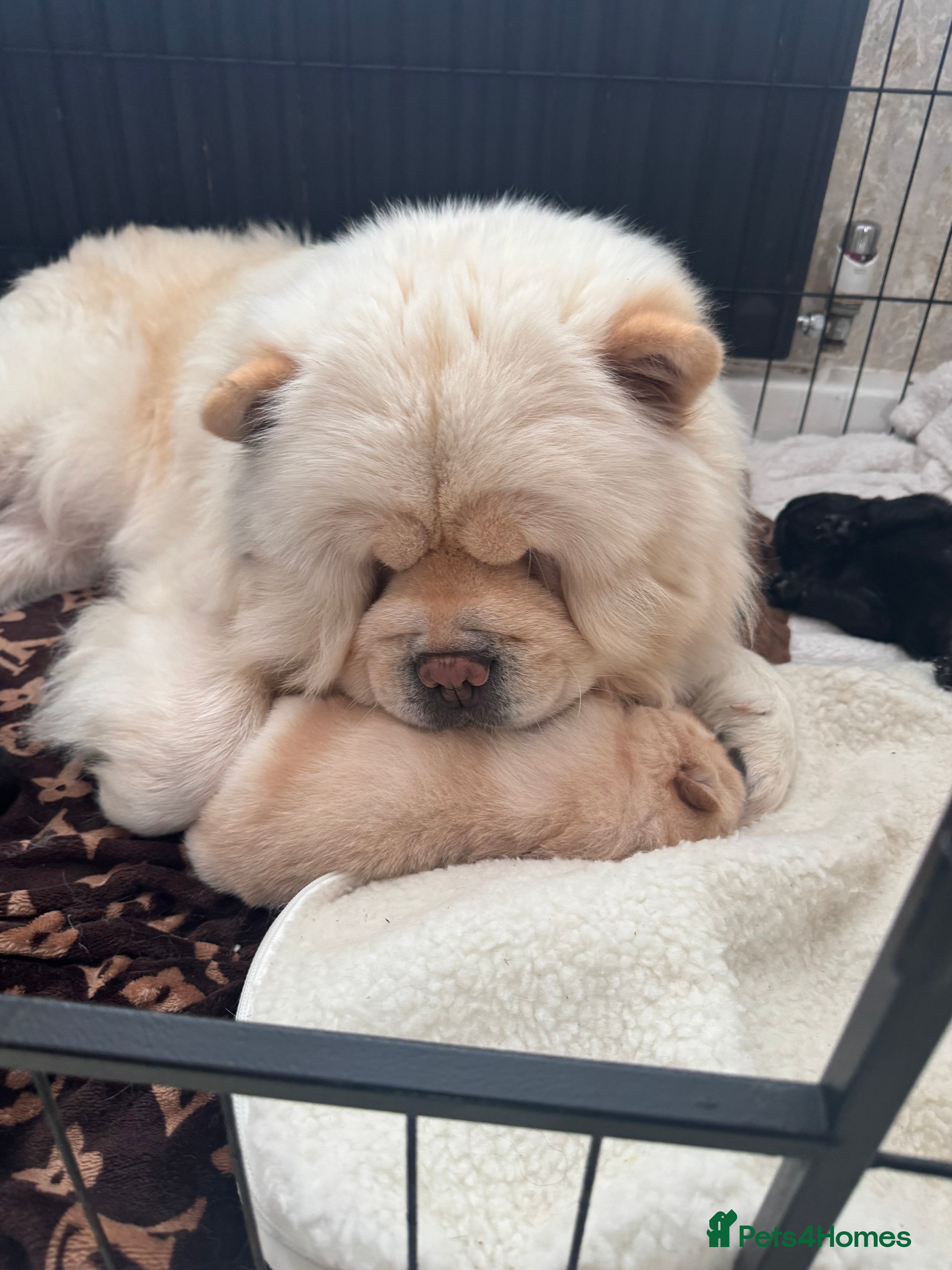 Chow Chow dogs Beautiful chow chows  - Advert 3