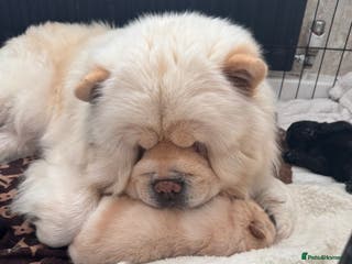 Chow Chow dogs Beautiful chow chows - Advert 5