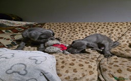 Great Dane dogs for sale: Great dane puppies for sale  - Image 2