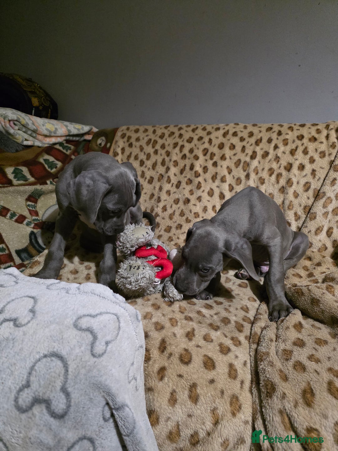 Great Dane dogs for sale: Great dane puppies for sale  - Image 2