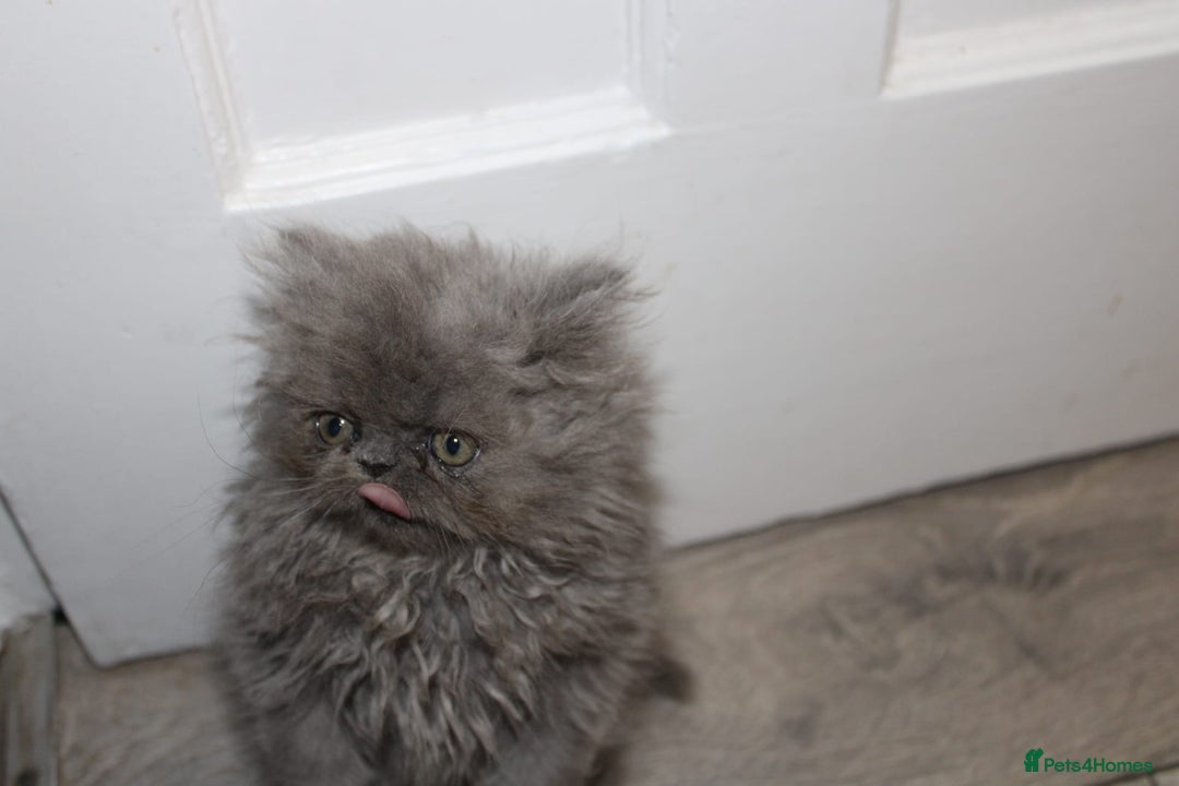 Persian cats for sale: Beautiful Female Kittens Ready for Loving Homes - Advert 17