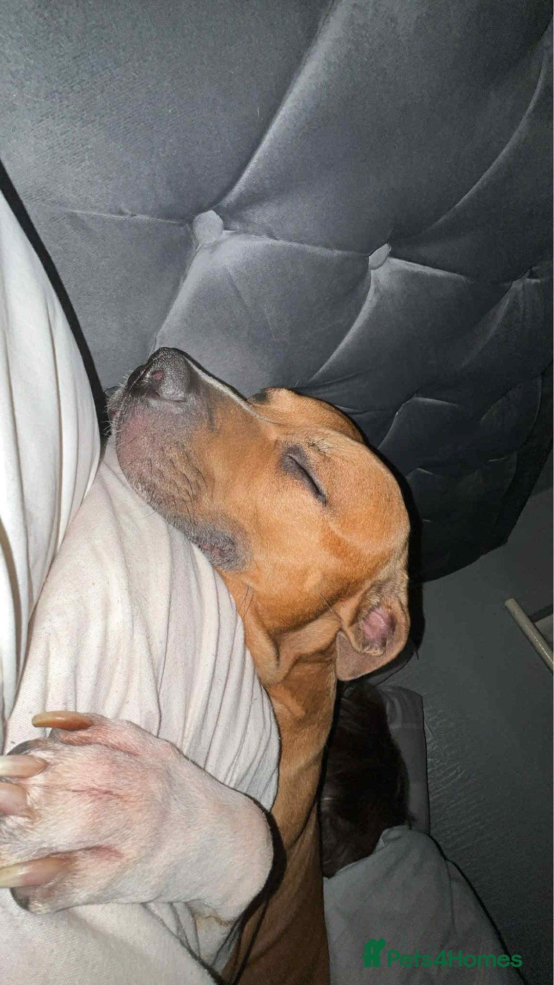 American Bull Staffy dogs for stud: Beautiful staff cross for stud  - Image 6