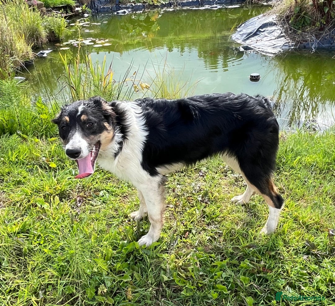 Border Collie dogs for sale: 2 x Collies (Sisters) - Image 6