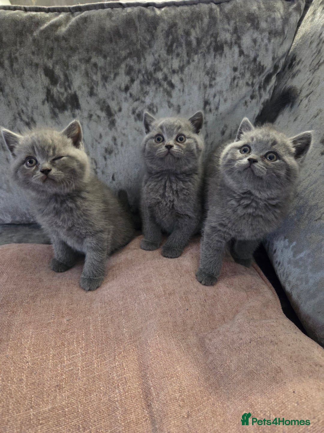 British Shorthair cats for sale:  Pedigree Blue british shorthair kittens - Advert 8