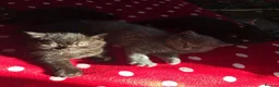 British Shorthair cats for sale: Gorgeous Fluffy Kittens - Advert 2