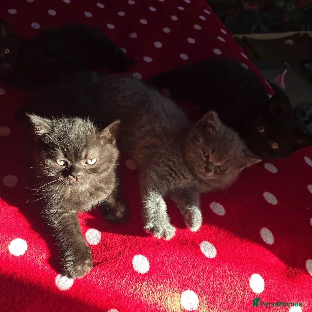 British Shorthair cats for sale: Gorgeous Fluffy Kittens - Advert 2