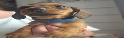 Dachshund dogs for sale: Miniture Dashshunds READY TO RESERVE - Advert 10